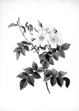 Vintage Floral Engraving