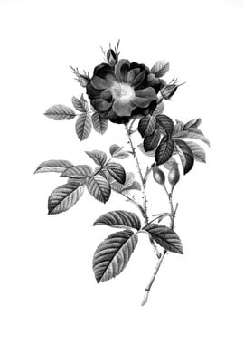 Antique Engraved Floral