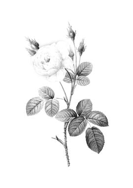 Vintage Floral Engraving