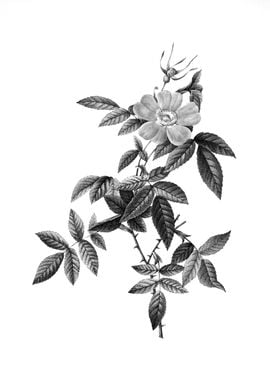 Vintage Engraved Flower