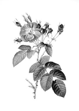 Vintage Floral Engraving