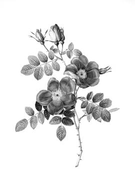 Vintage Floral Engraving