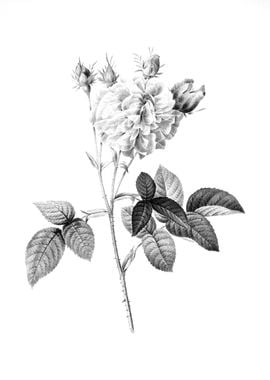 Vintage Floral Engraving