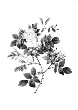 Antique Engraved Floral