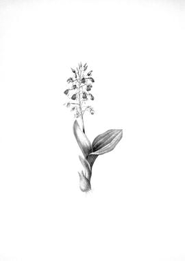 Vintage Engraved Botanical