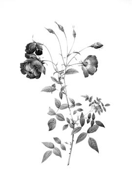 Vintage Floral Engraving