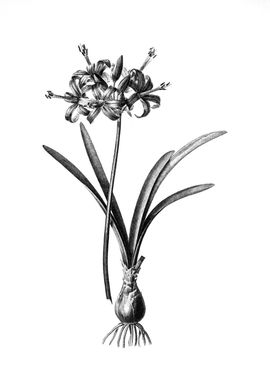 Vintage Floral Engraving