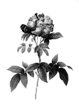 Antique Engraved Floral