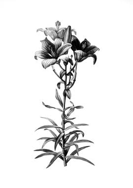 Vintage Floral Engraving