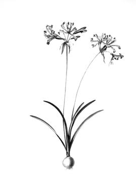 Vintage Floral Engraving