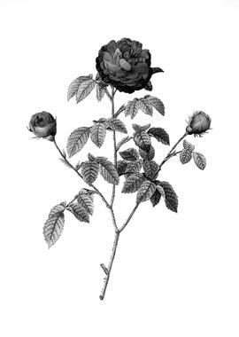 Vintage Floral Engraving