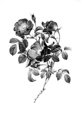 Vintage Engraved Botanical