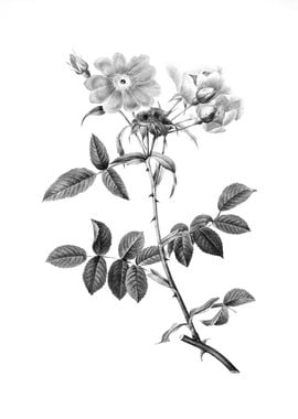 Vintage Engraved Botanical