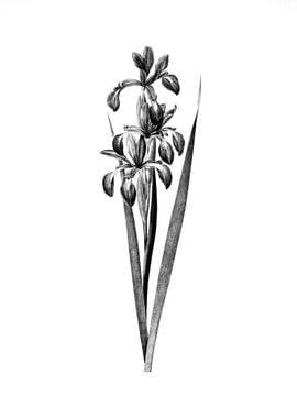 Vintage Floral Engraving