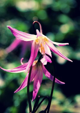 Tiny purple lilies