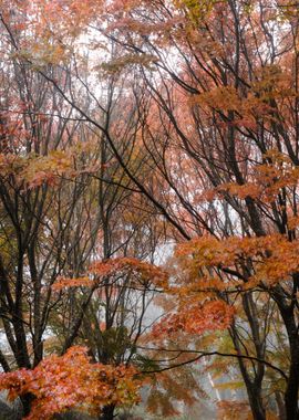 Autumn Maple Trees