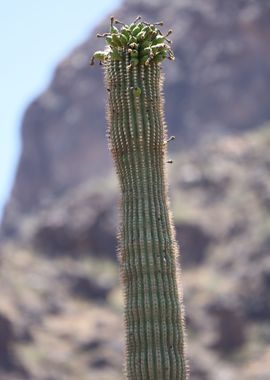 Organ Pipe Cactus