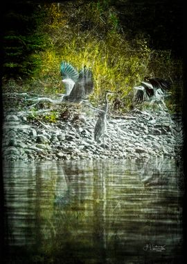 Herons at play