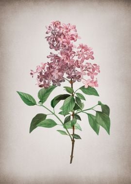 Vintage Chinese Lilac