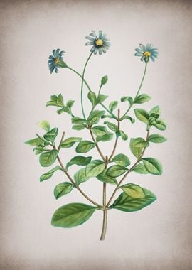 Vintage Blue Marguerite