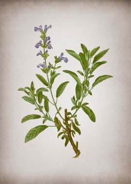 Vintage Garden Sage