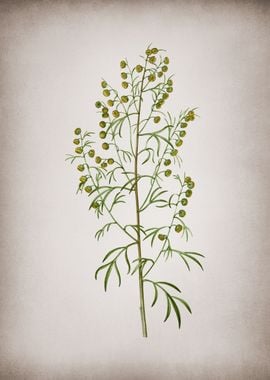 Madeira Wormwood