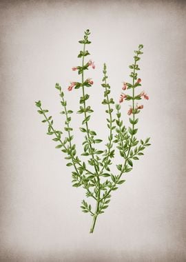 Vintage Cat Thyme Plant