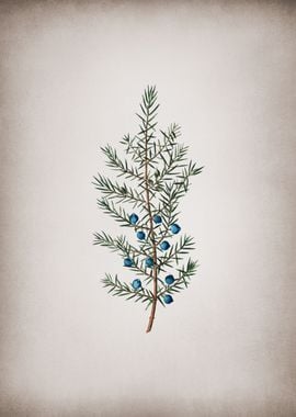 Vintage Common Juniper