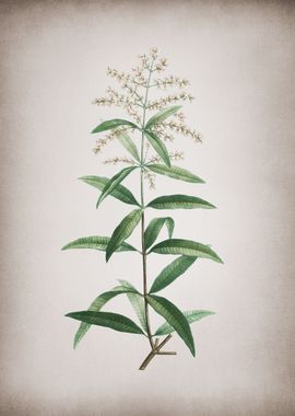 Vintage Lemon Verbena