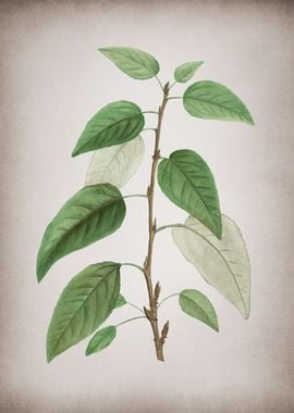 Vintage Balsam Poplar