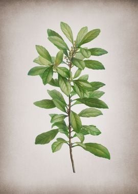 Vintage Firetree Branch