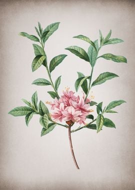 Vintage Blooming Azalea