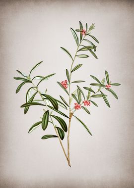 Vintage Bog Rosemary