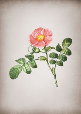 Vintage Japanese Rose