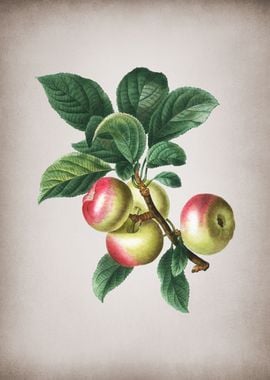 Vintage Apple