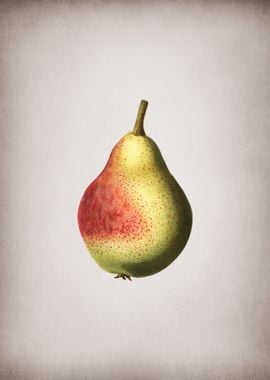 Vintage Pear