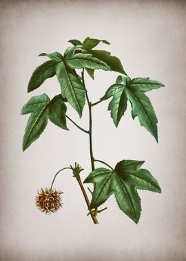 Vintage Sweetgum