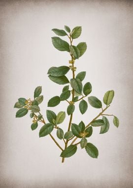 Vintage Italian Buckthorn