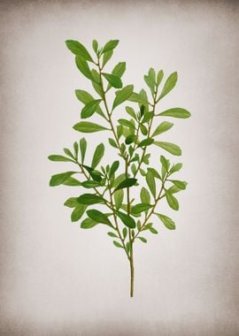 Vintage Bog Myrtle