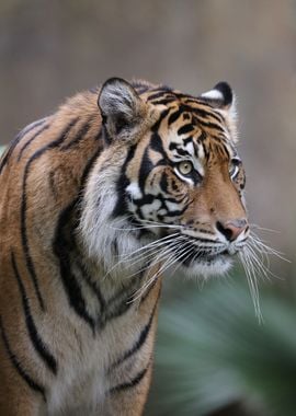 Tiger Survivor