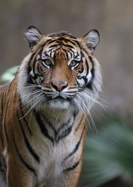 Tiger Survivor