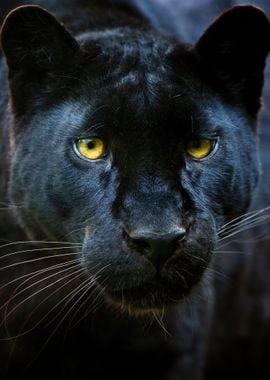 wild Black panther head 