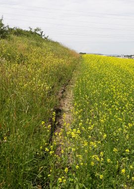 Path trough flowers