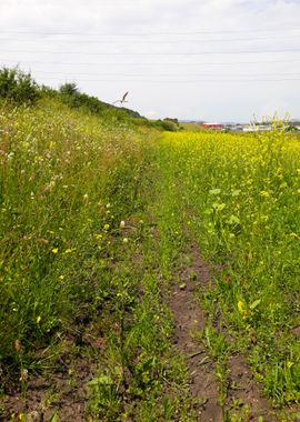 June countryside