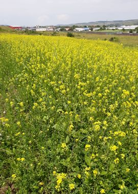 Rapeseed field