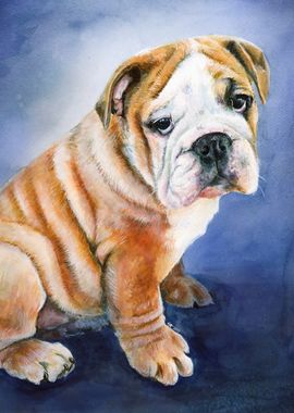 Leroy the English Bulldog