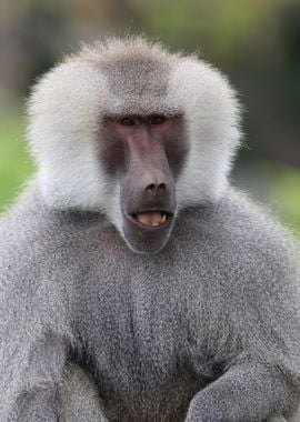 Baboon