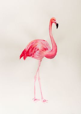 Flamingo