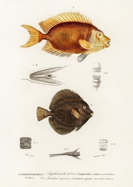 Different Types Of Fishes 