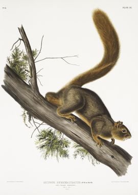 RedTailed Squirrel Sciurus